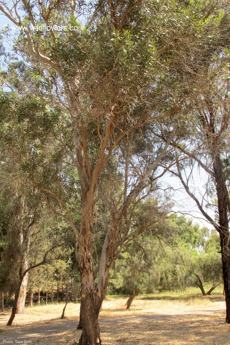 Eucalyptus froggattii